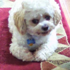 Meet your Posher, Janice